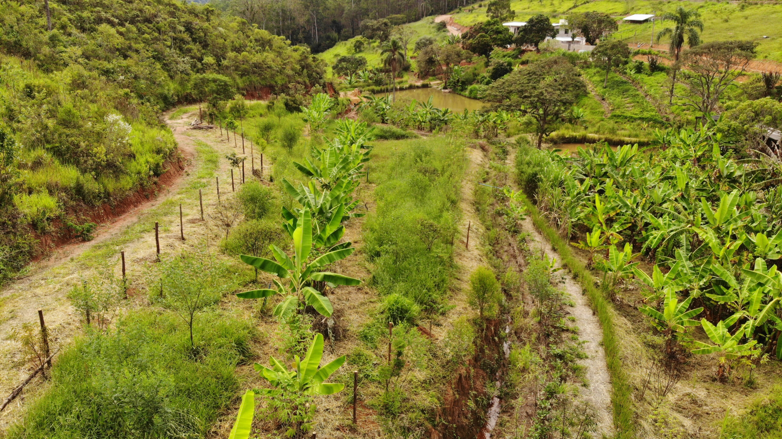 Agricultura regenerativa é opção para produção sustentável