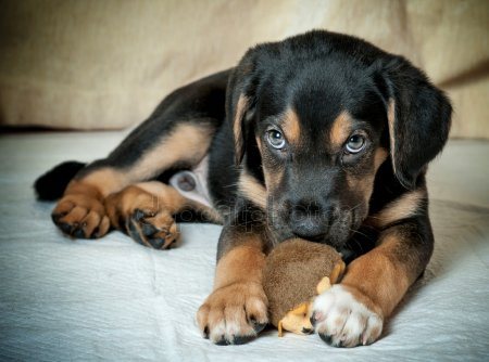 Dia Nacional de Adotar um Animal promove posse responsável