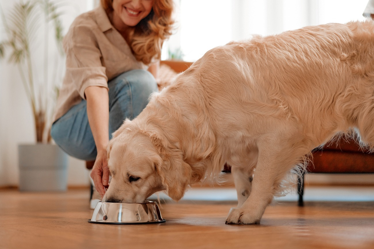 Como manter o alimento do pet sempre fresco?